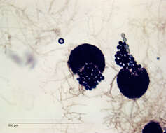 Image of Gelasinospora