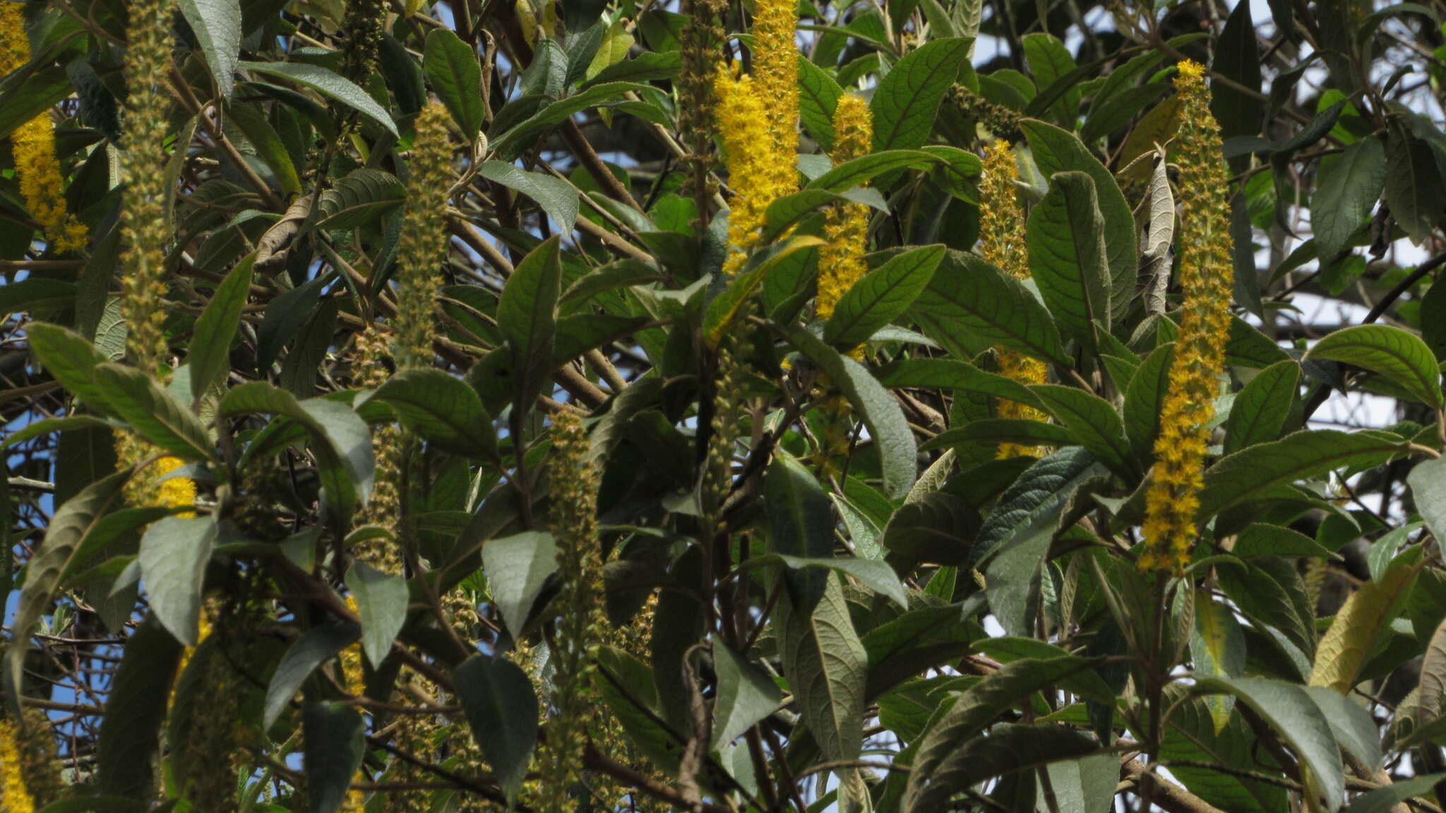 Image of Abatia parviflora Ruiz & Pav.