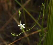 Image of Curtia tenuifolia (Aubl.) Knobl.