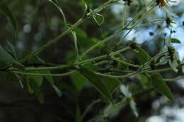 Image of Montanoa ovalifolia (DC.) C. Koch
