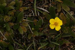 Image of Argentina microphylla (D. Don) Soják