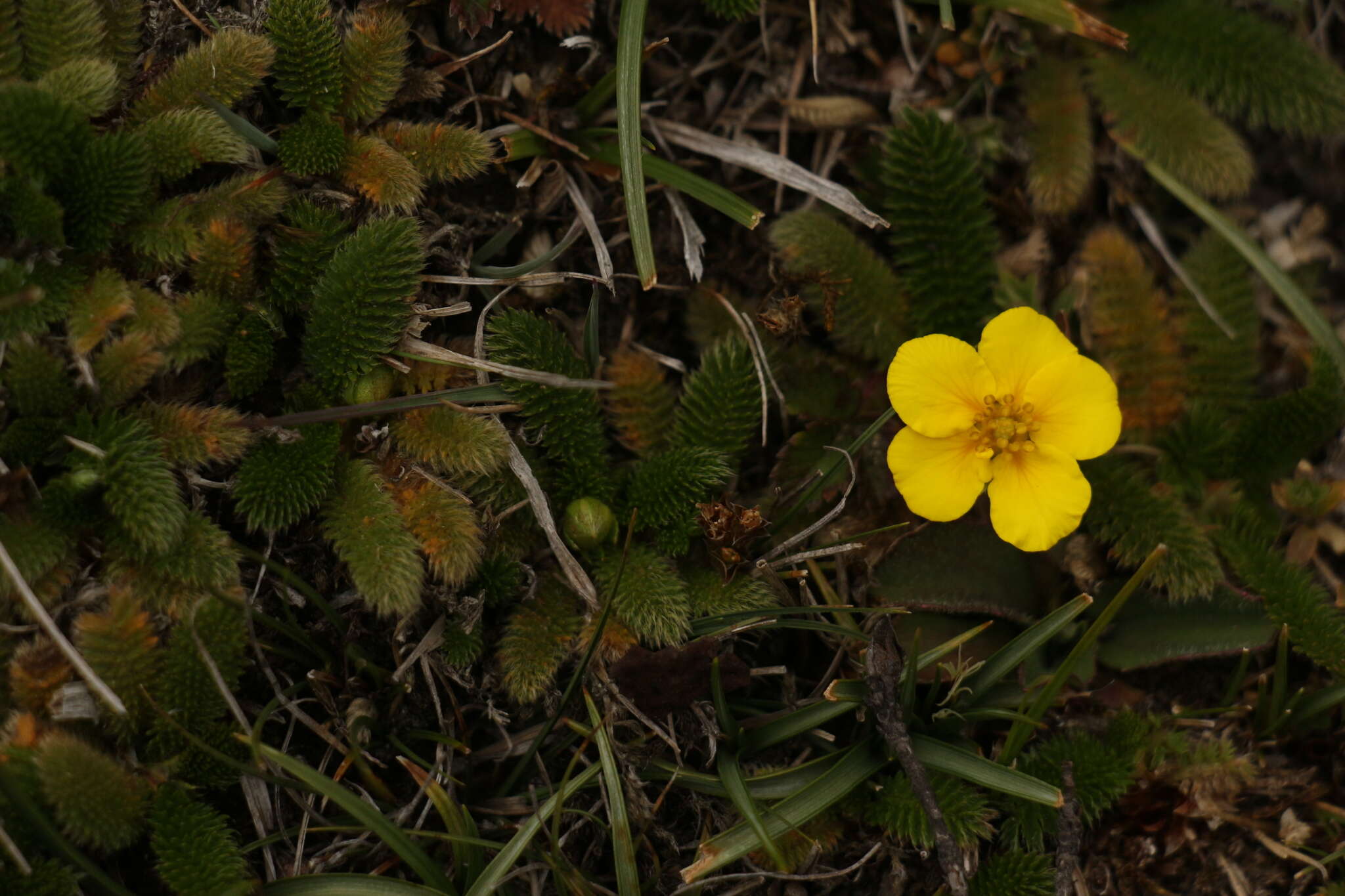 Image of Argentina microphylla (D. Don) Soják