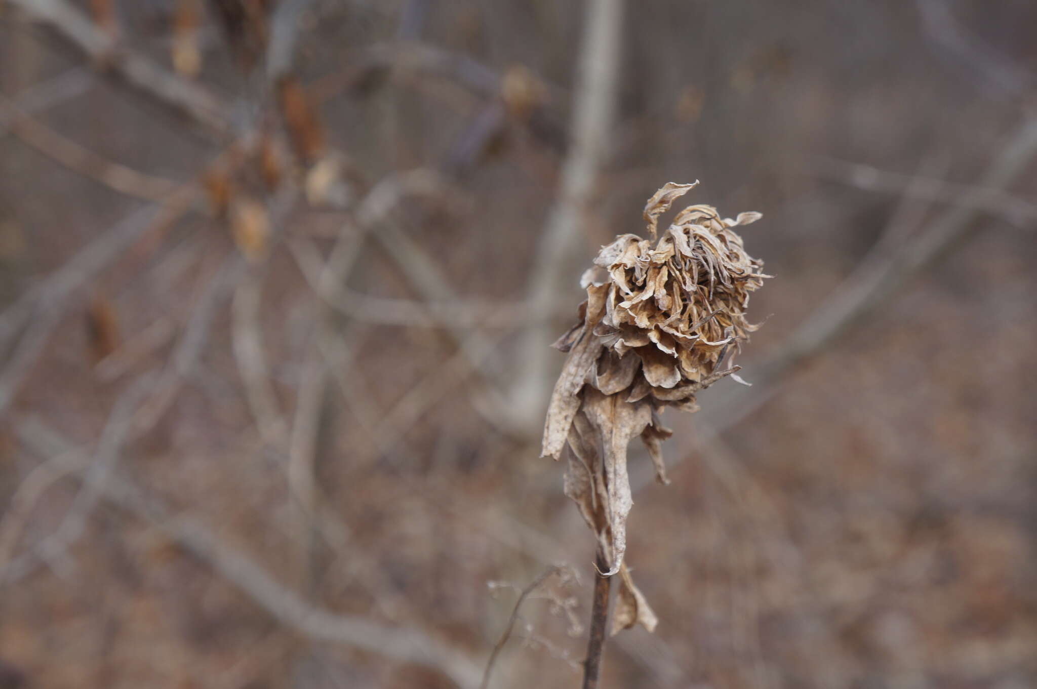 Image of Goldenrod Bunch Gall