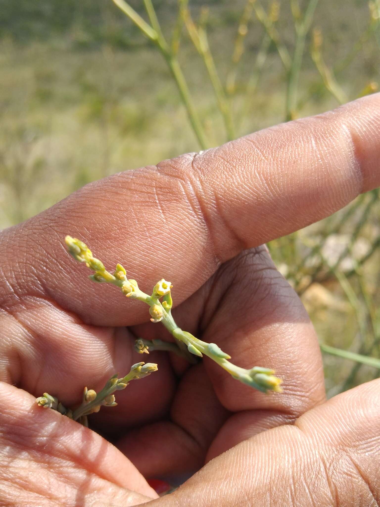 Image of Thesium fruticosum A. W. Hill