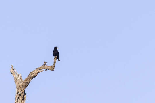 Image of Dusky Indigobird