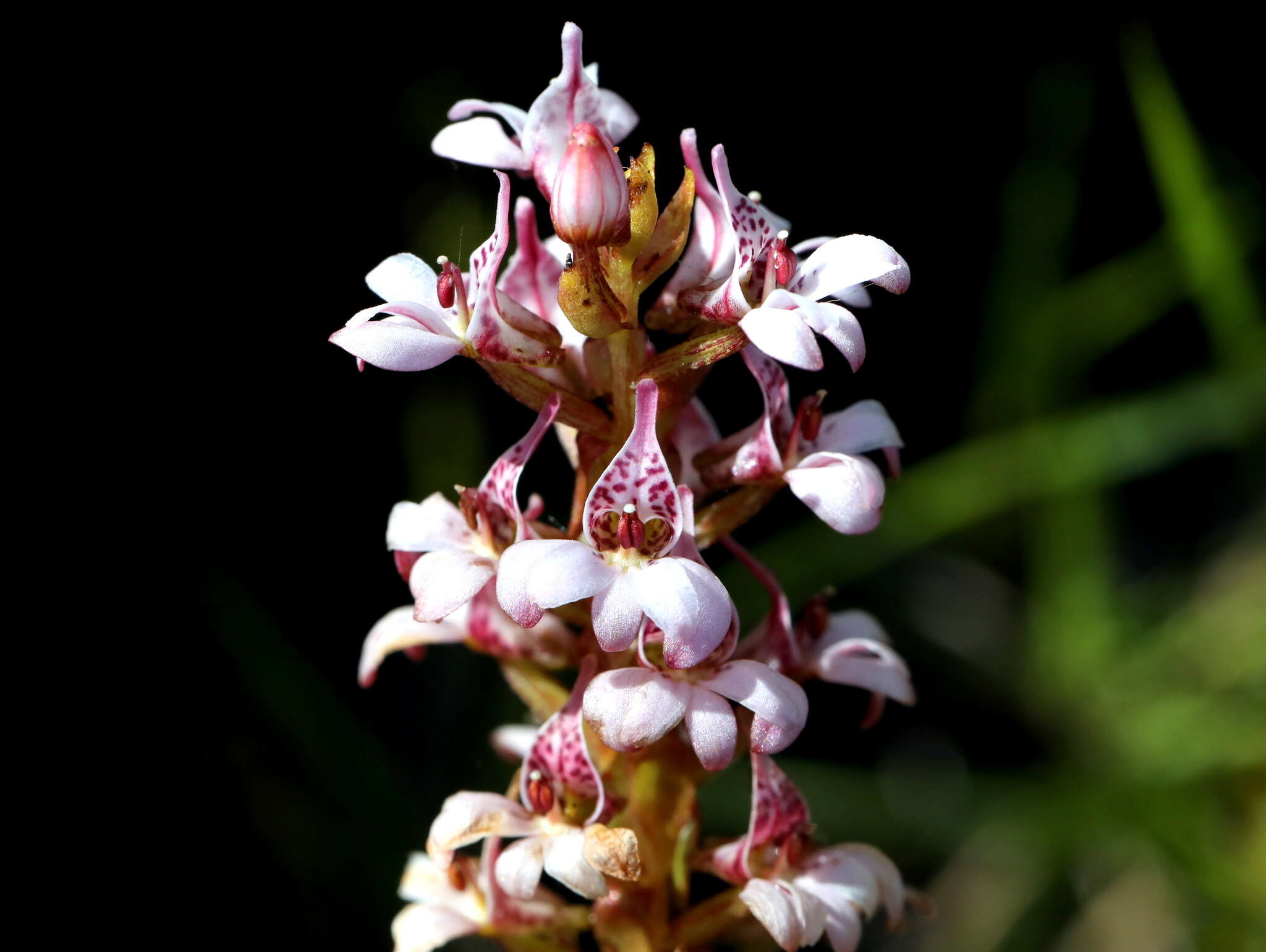 Image of Satyrium rhynchanthum Bolus