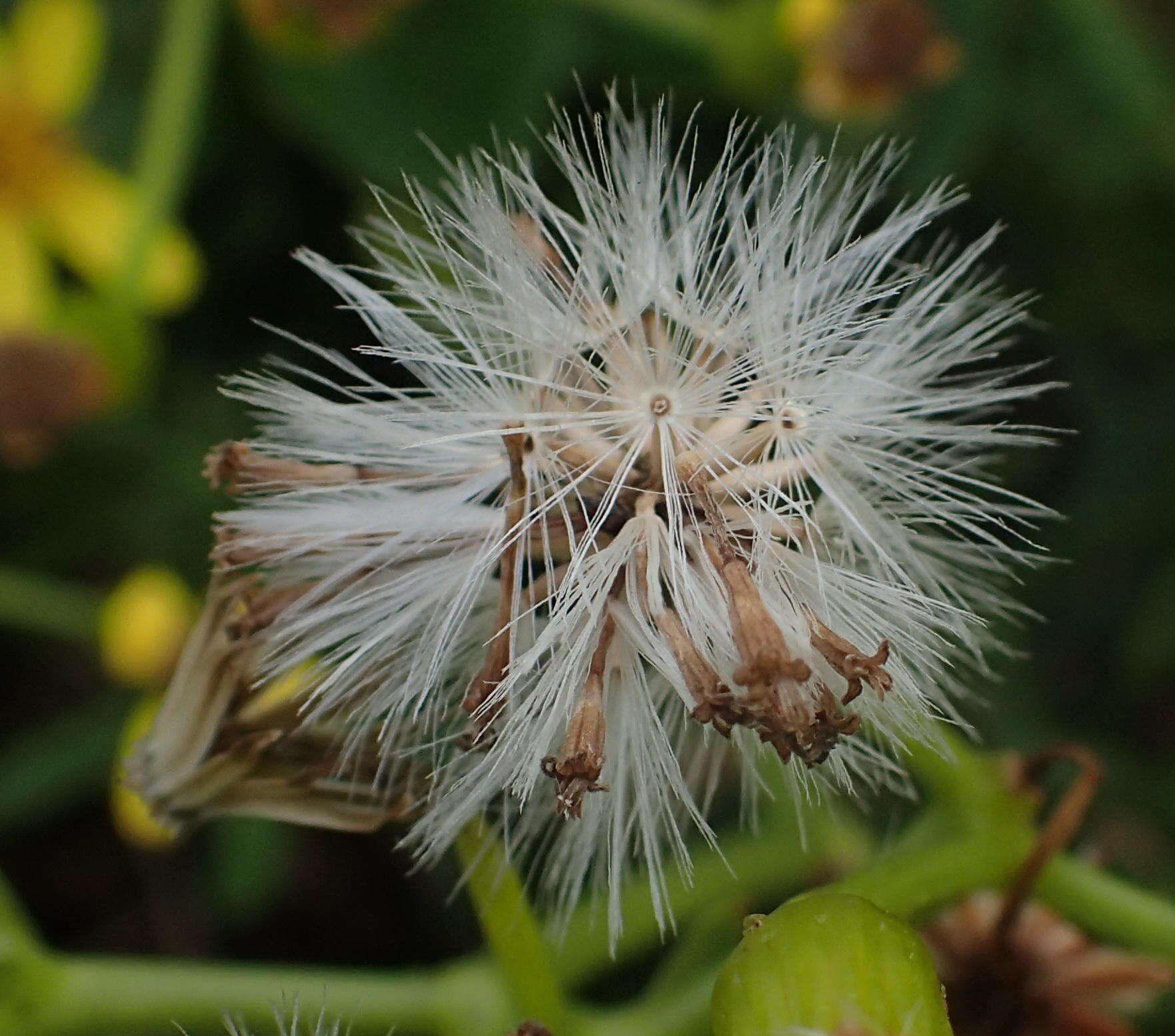 Plancia ëd Senecio angulatus L. fil.