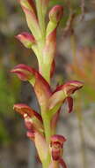 Image of Disa reticulata Bolus