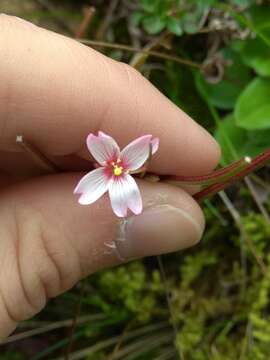 Image de Epilobium hohuanense S. S. Ying