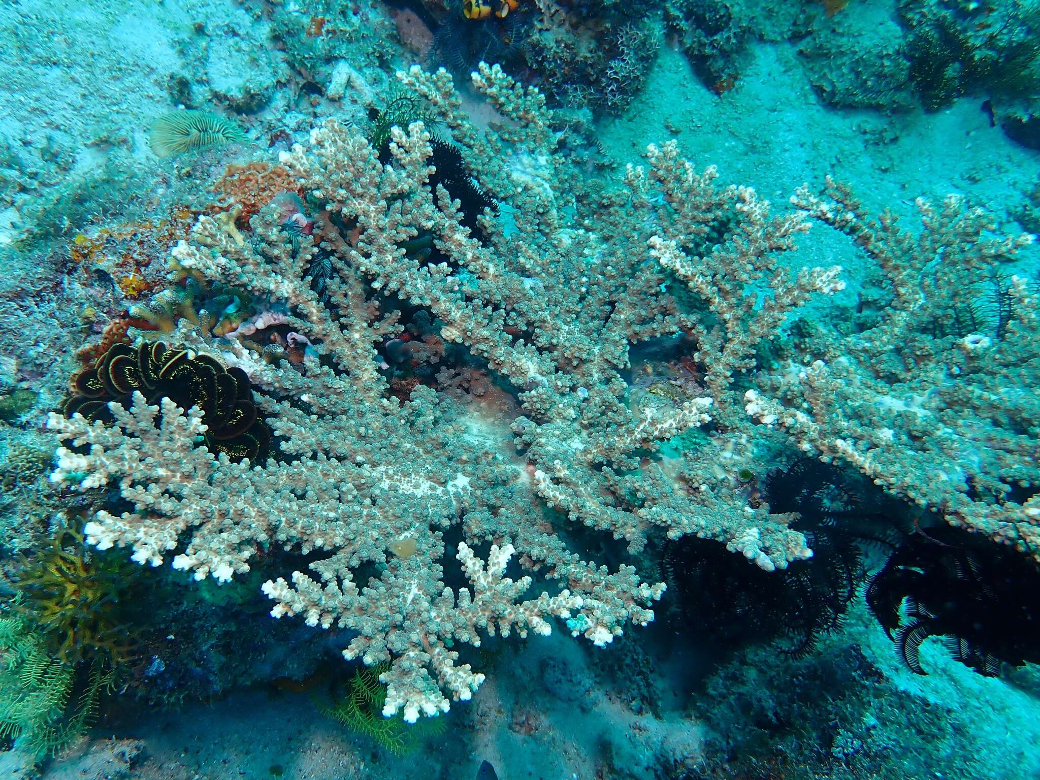 Sivun Acropora florida (Dana 1846) kuva