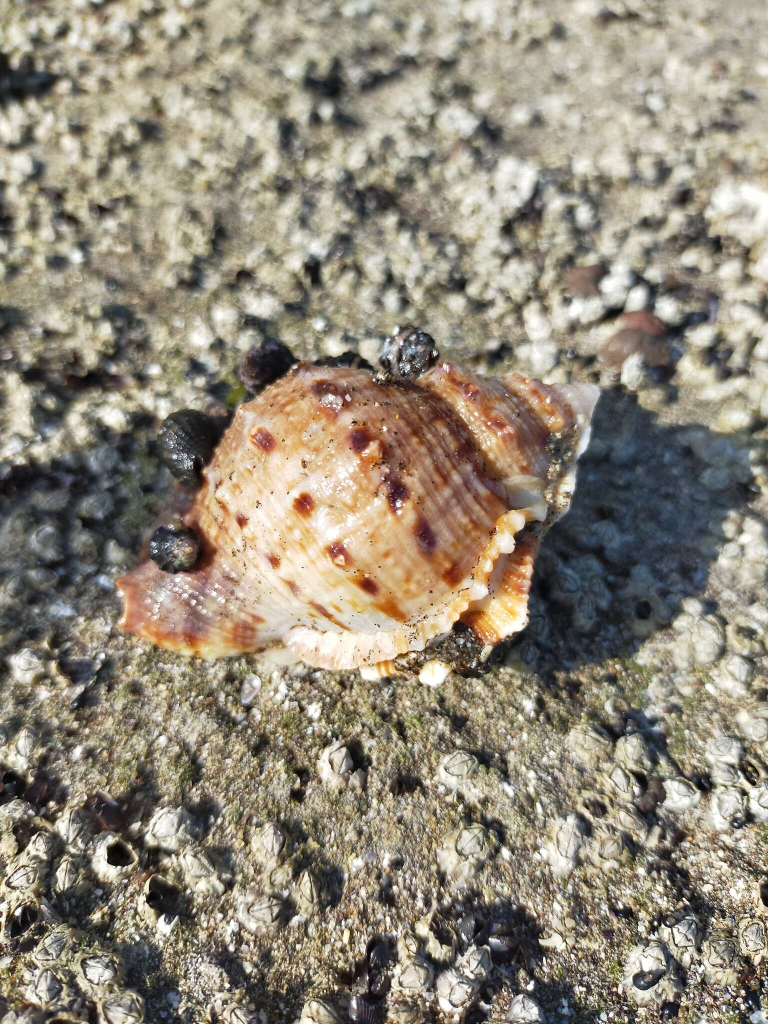 Image of frilled frogsnail