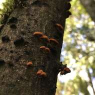 Image of Anthracophyllum discolor (Mont.) Singer 1951