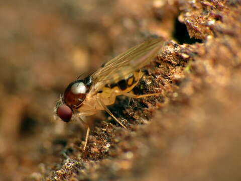 Image of Mycodrosophila claytonae Wheeler & Takada 1963