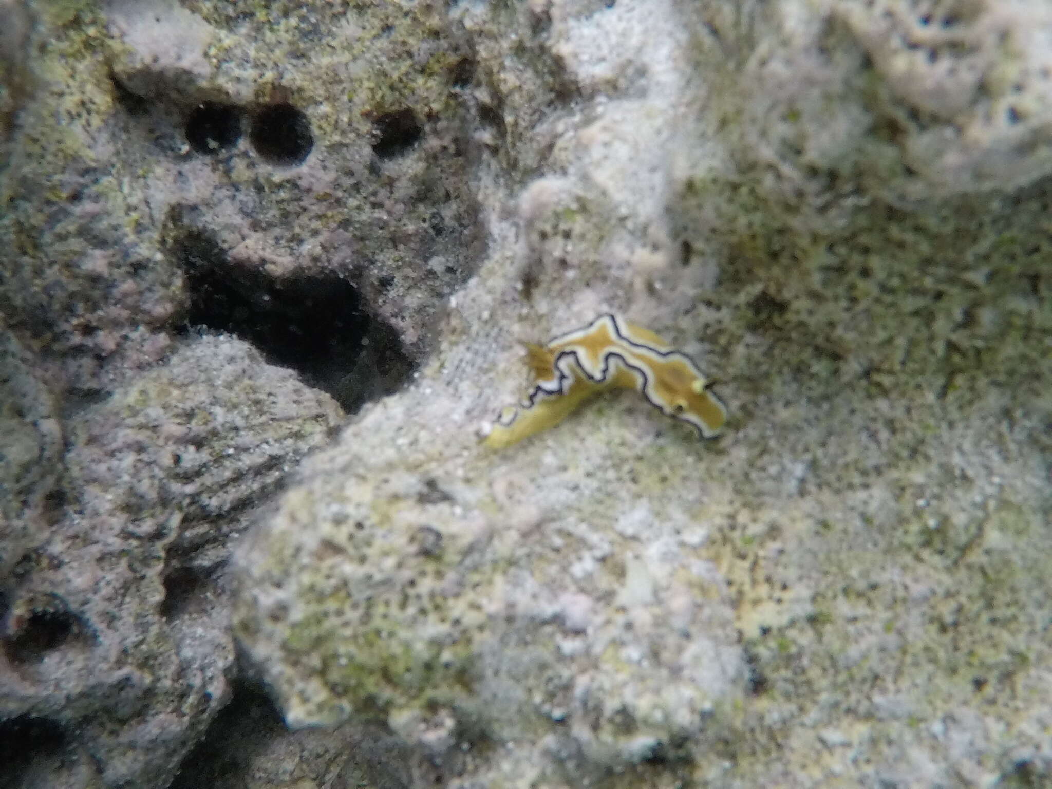 Image of Black edge white brown slug