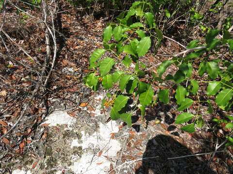 Image of Florida poisontree