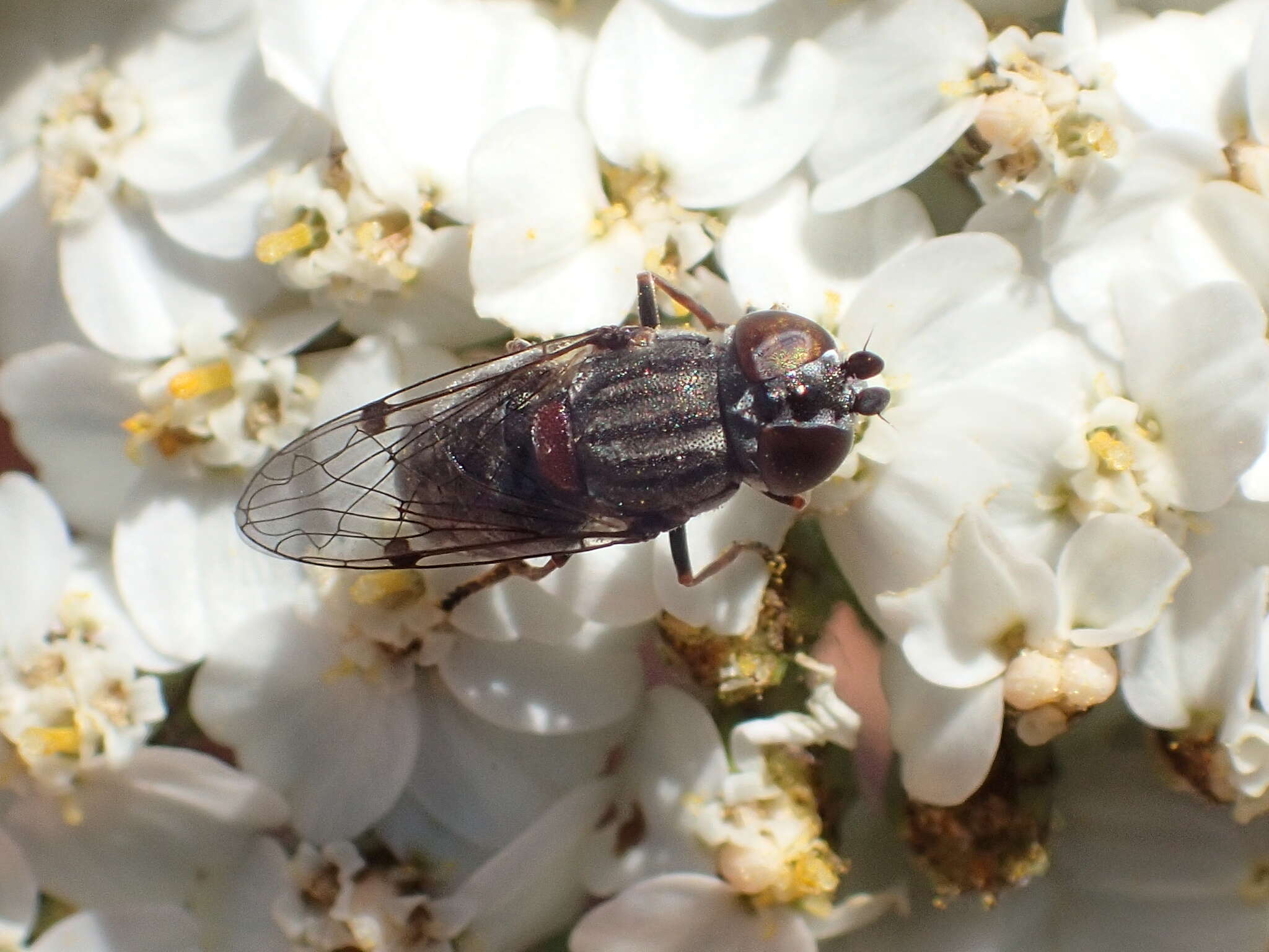 Nausigaster unimaculata Townsend 1897 resmi