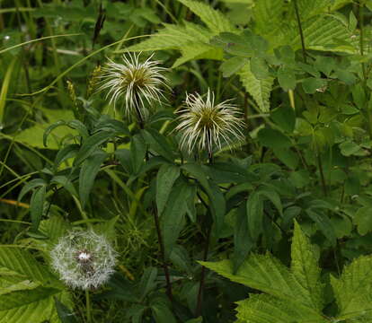 Image of Clematis fusca Turcz.