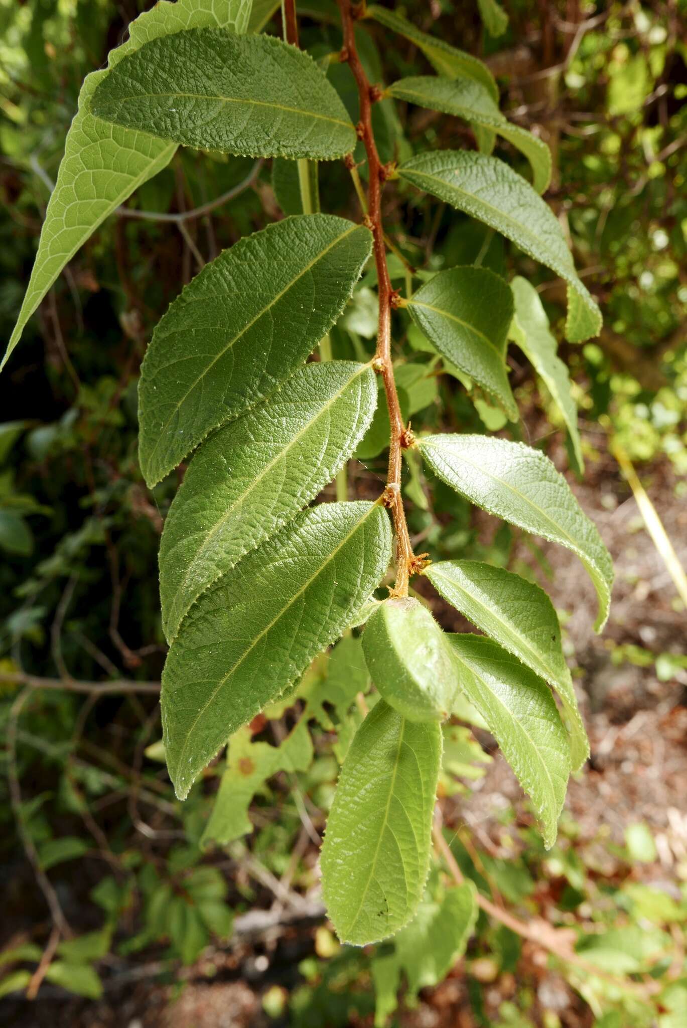 Image of Casearia dodecandra