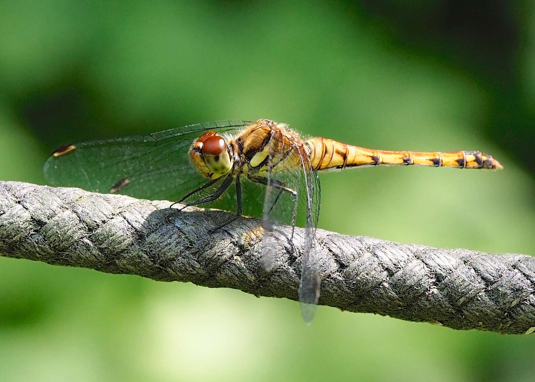 Image de Sympetrum frequens (Selys 1883)