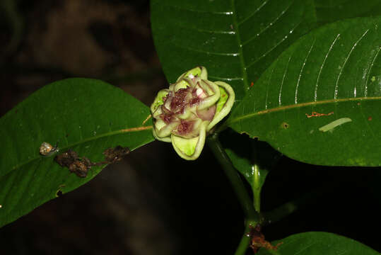 Image of Palicourea glomerulata (Donn. Sm.) Borhidi