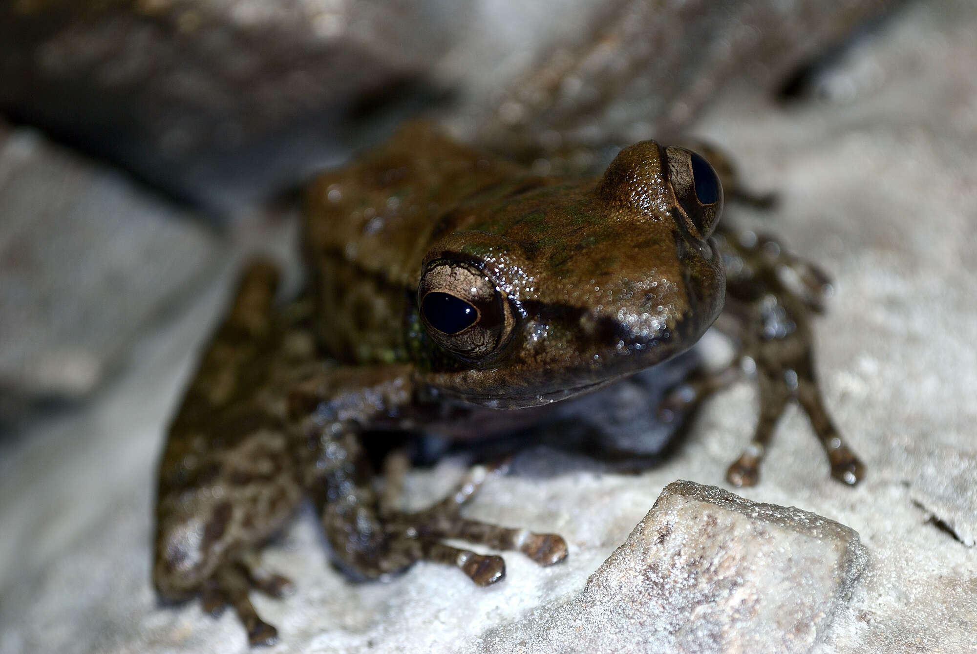 Image of Bangkimtsing Frog