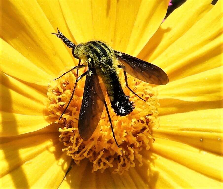 Image of Lepidophora lutea Painter 1962