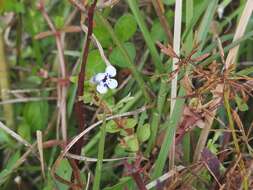 Image of Lindernia rotundifolia (L.) Alston