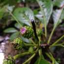 Image of Lepidonia lankesteri (Blake) H. Rob. & V. A. Funk