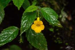 Imagem de Achimenes flava C. V. Morton