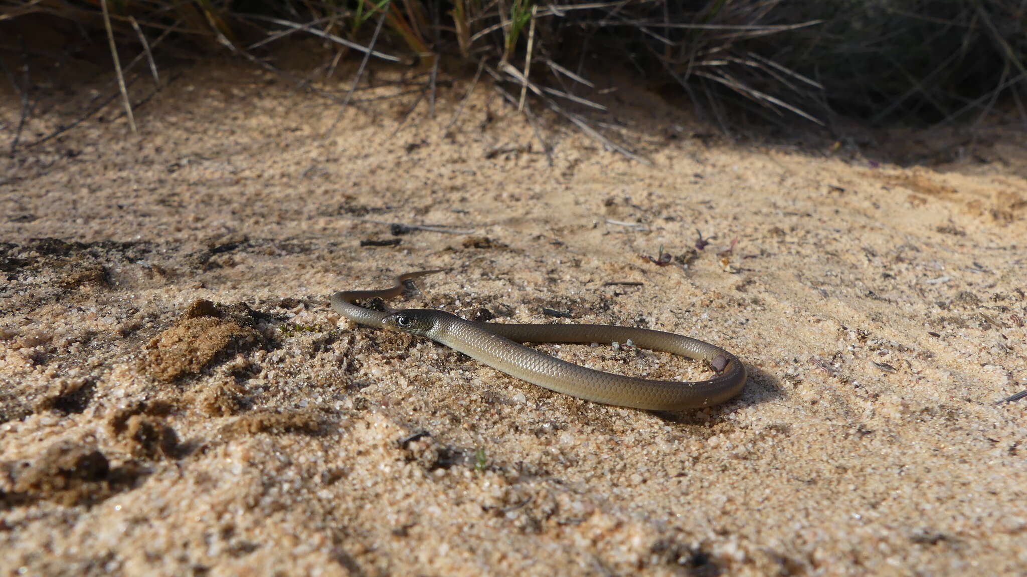 Image of Butler's Legless Lizard