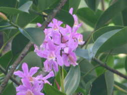 Image of Harrison's Cattleya