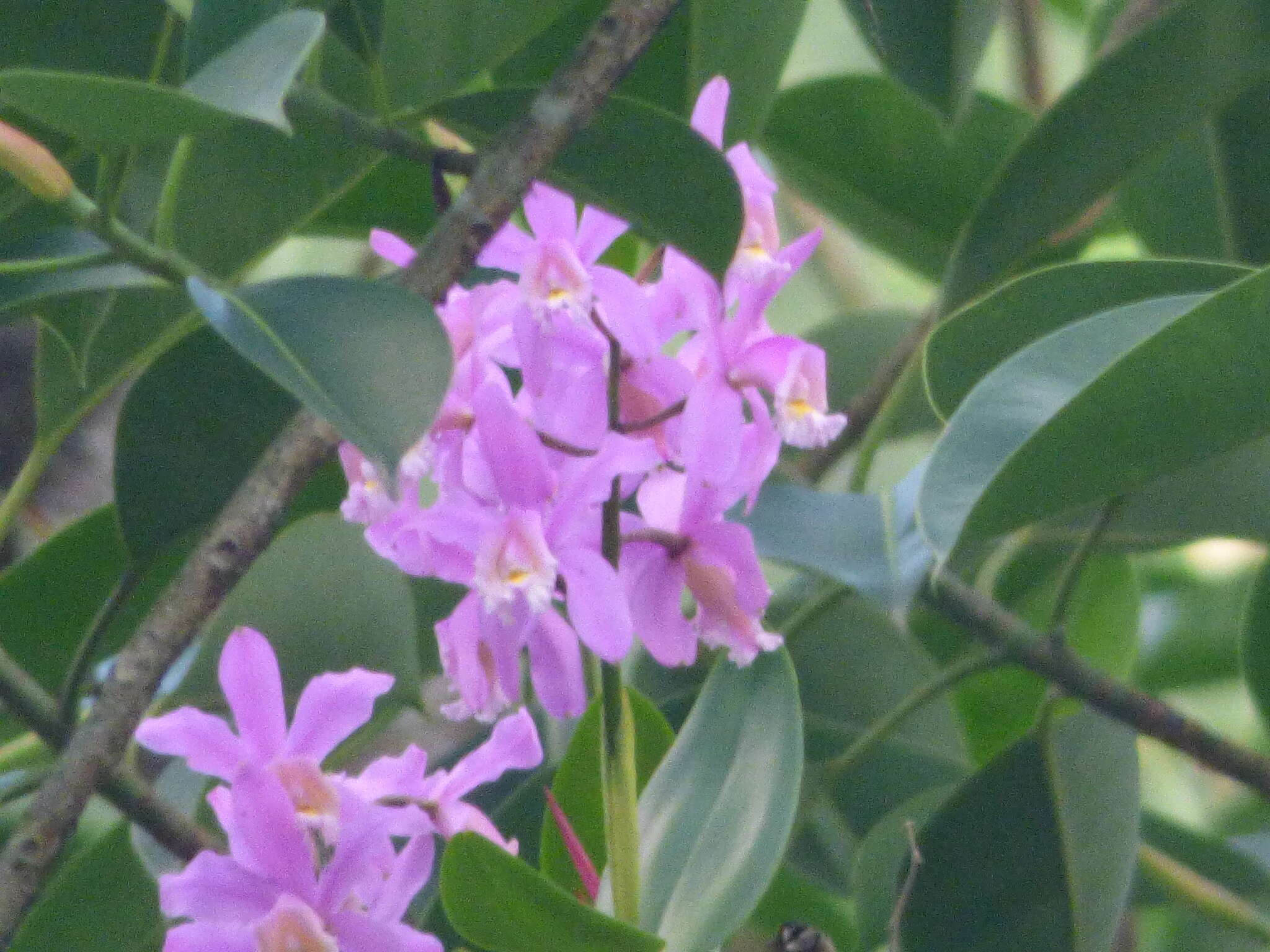 Image of Harrison's Cattleya