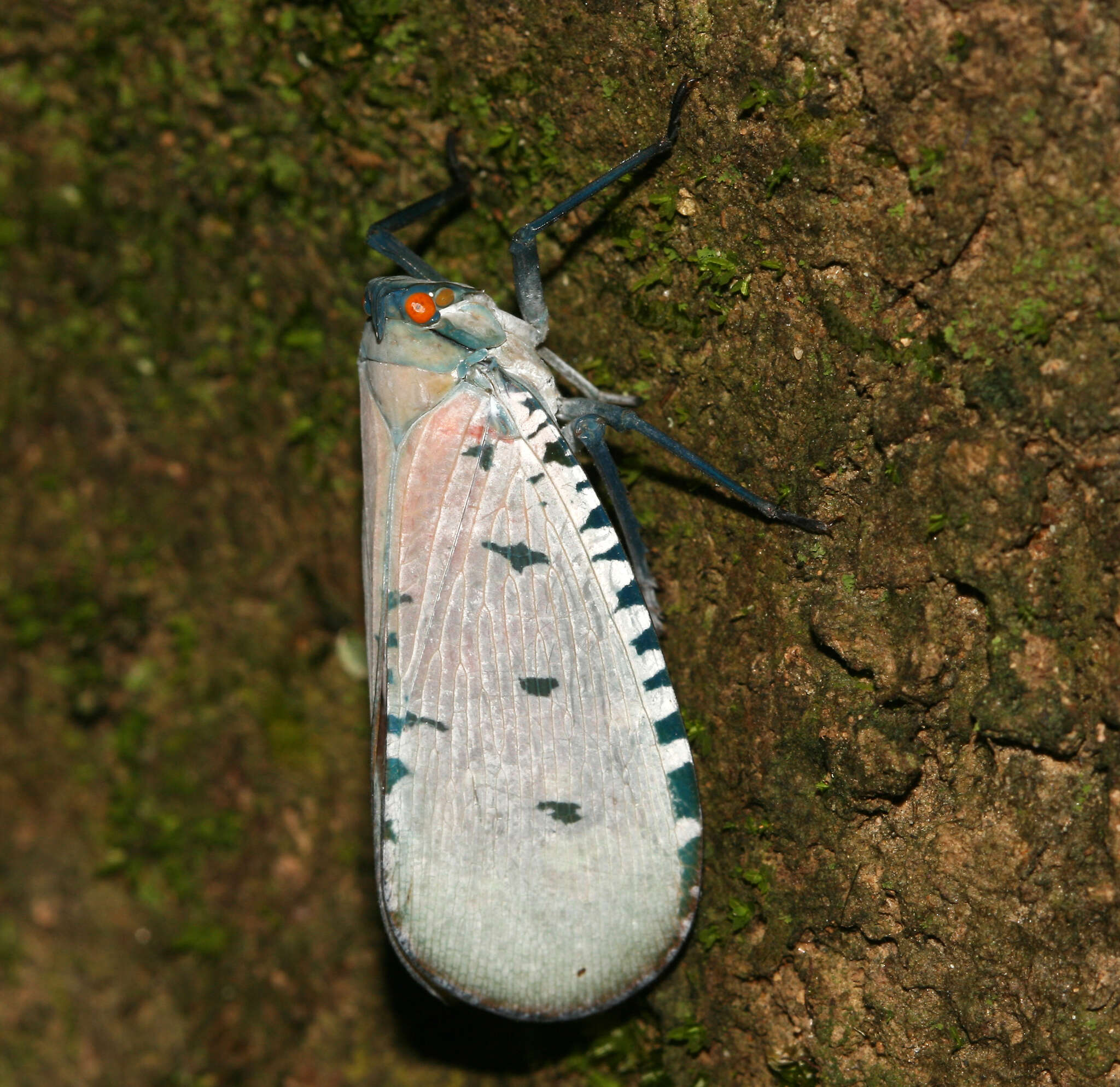 Image of Aphaena (Aphaena) najas Schmidt 1906