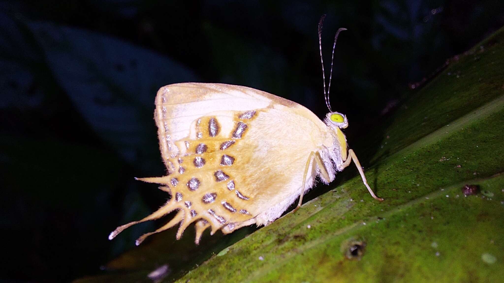 Image of Helicopis cupido Linnaeus 1758