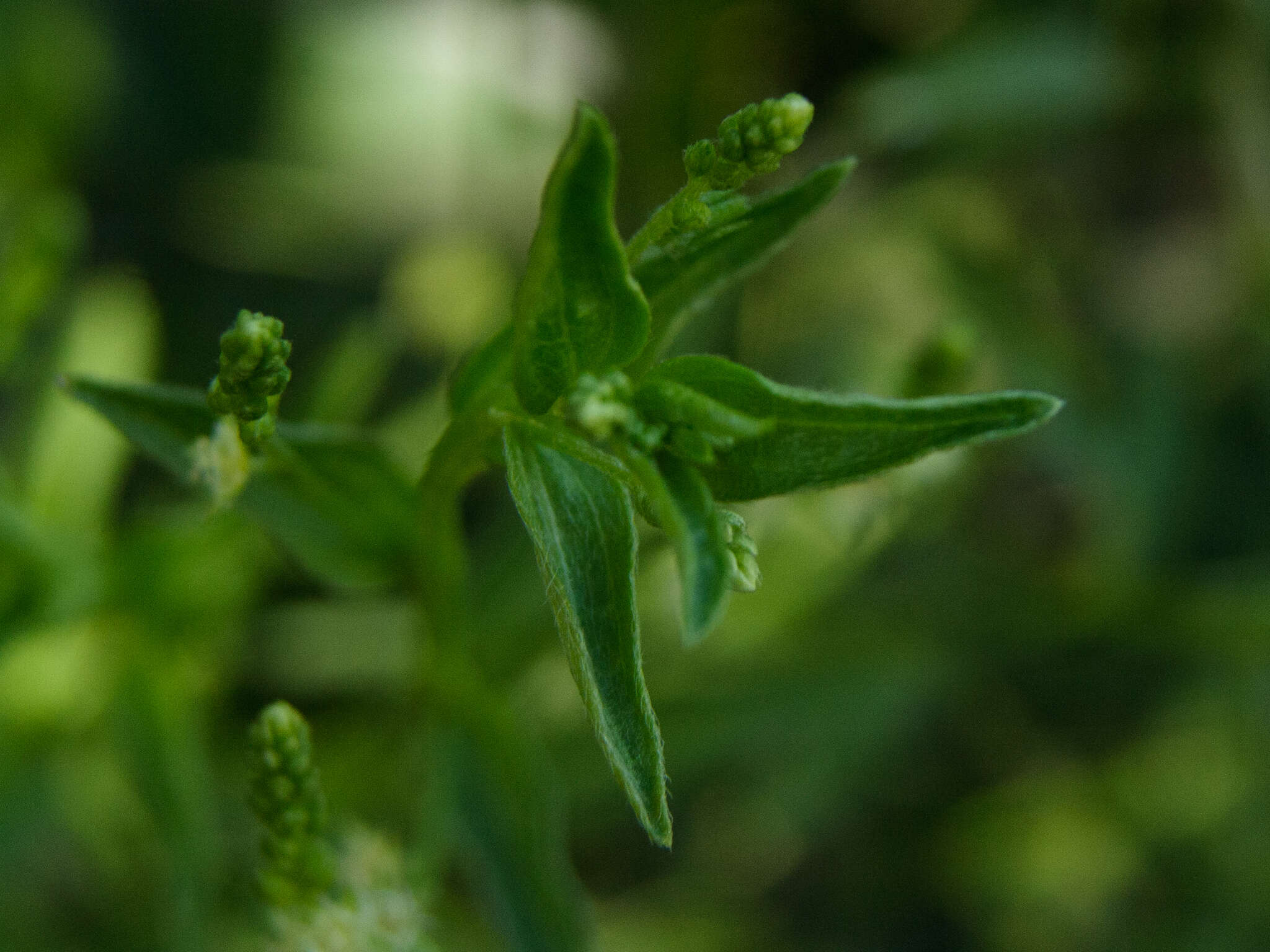 Image of Chiropetalum berteroanum Schltdl.