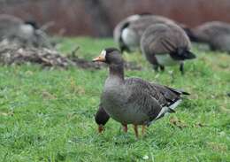 Image of Greenland White-fronted Goose