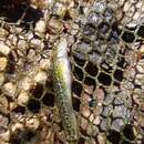 Image of Tiger loach