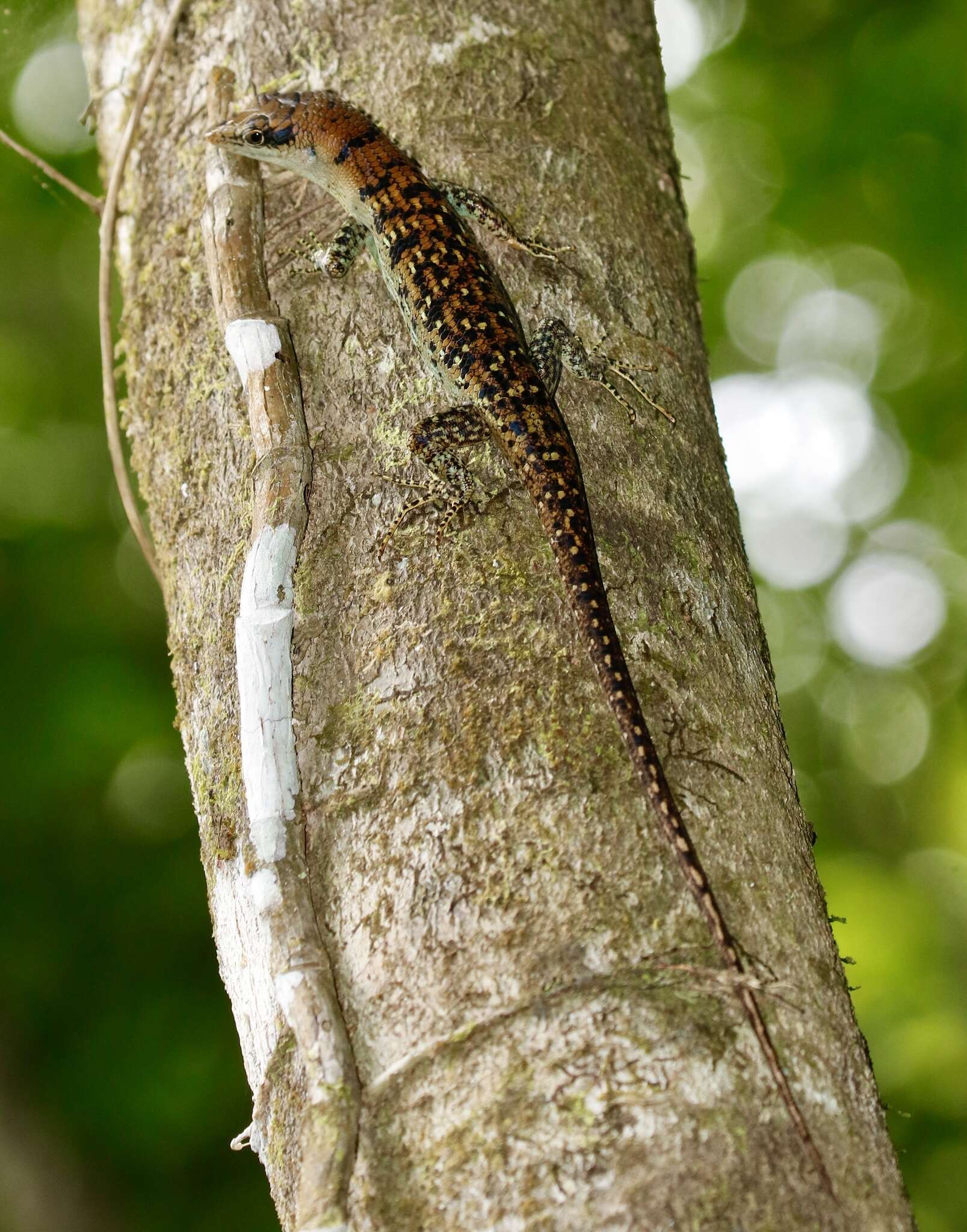 Image of Samoa Skink