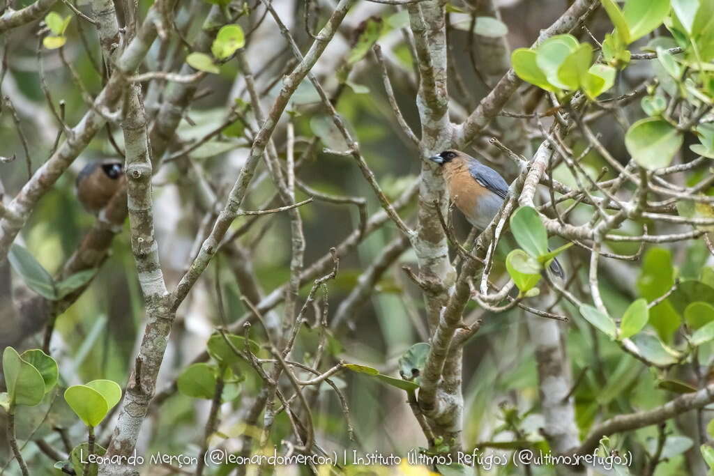 Image of Cinnamon Tanager