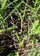 Image of Cyperus alatus subsp. albus (Nees) Lye