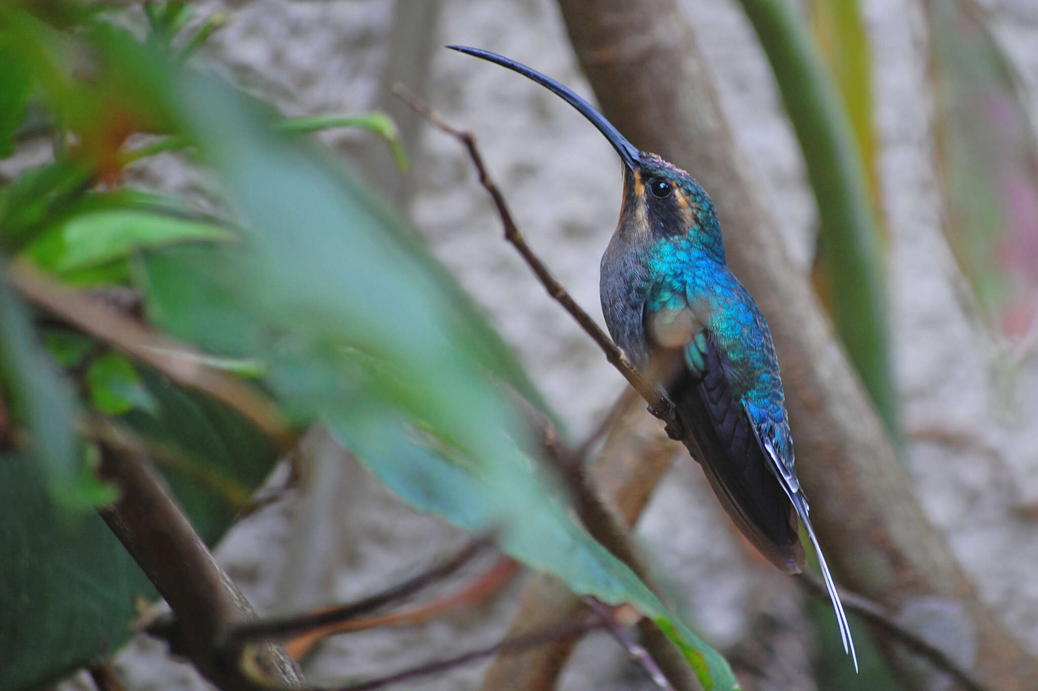 Image of Green Hermit