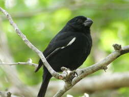 Image of Cuban Bullfinch