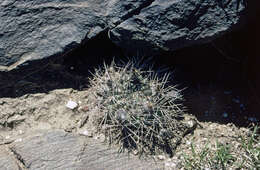 Imagem de Echinopsis thionantha subsp. ferrarii (Rausch) M. Lowry