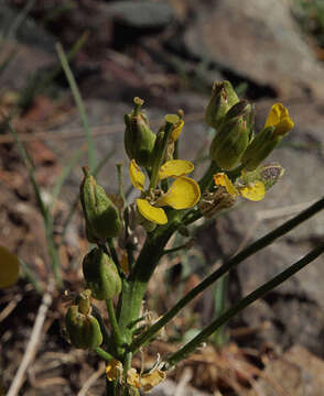 Image of Cascade wallflower