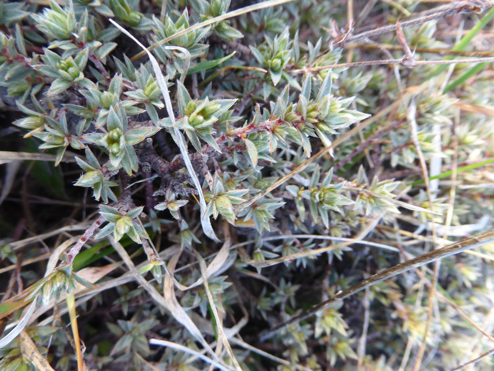 Image of Pimelea oreophila subsp. lepta C. J. Burrows