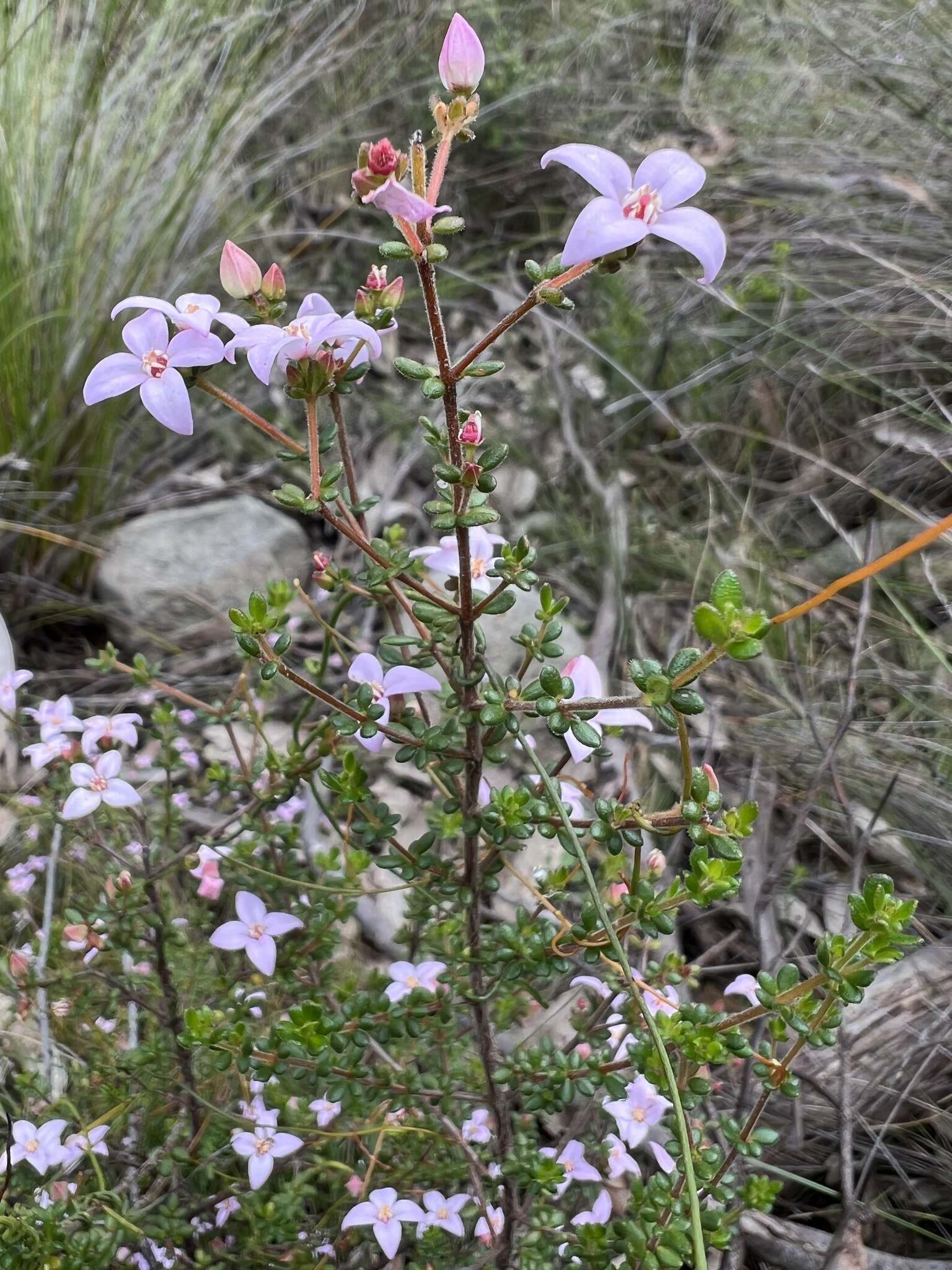 Image of island boronia