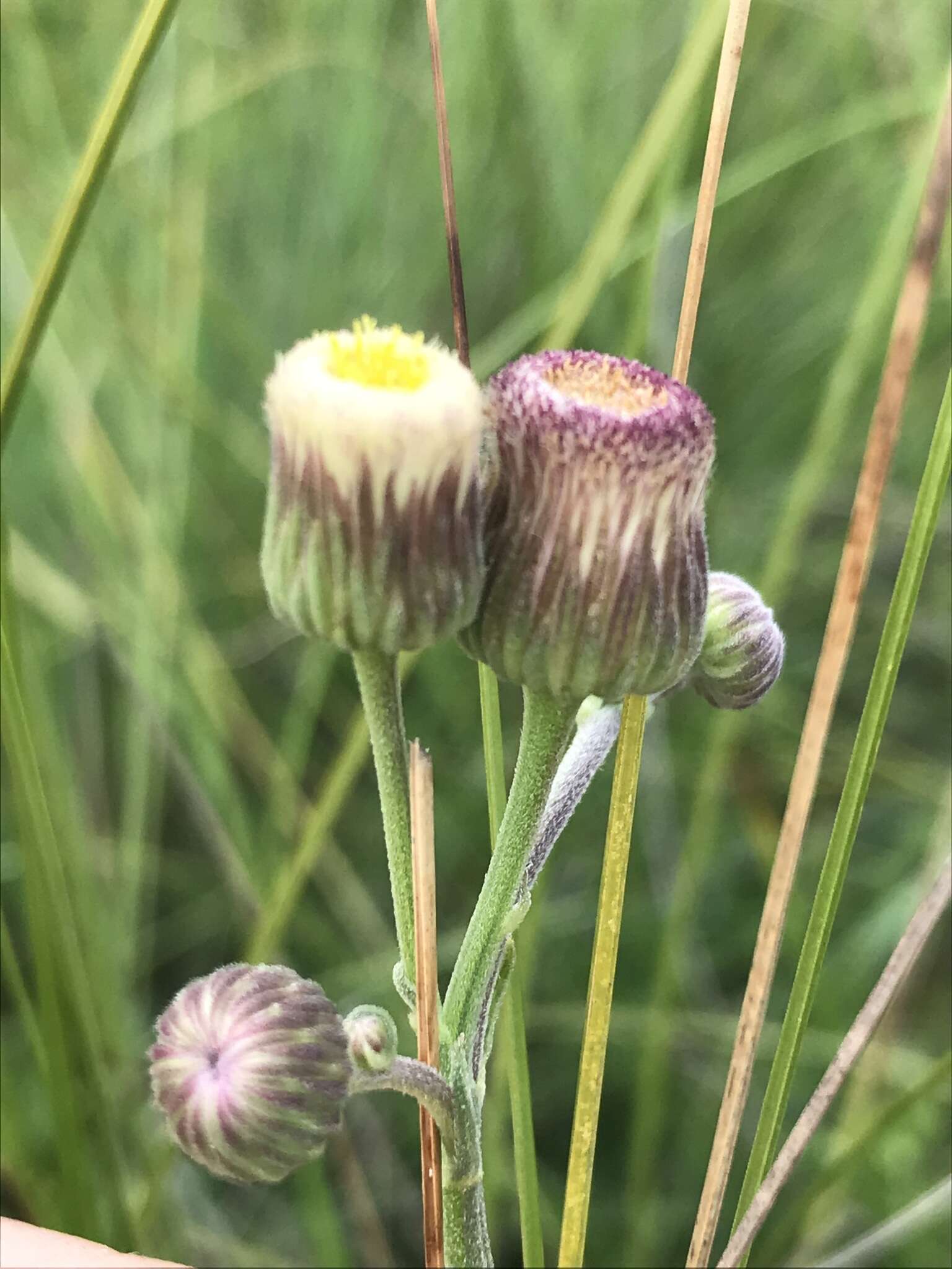 Слика од Erigeron primulifolius (Lam.) Greuter