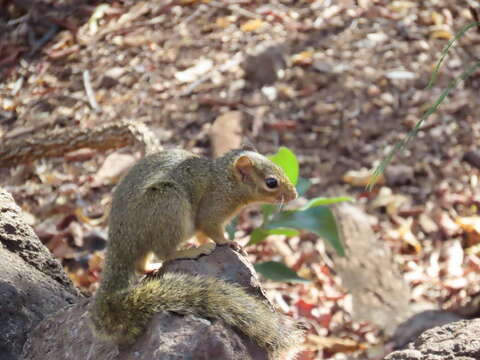 Image of Ochre Bush Squirrel