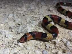 Image of Florida Scarlet Snake