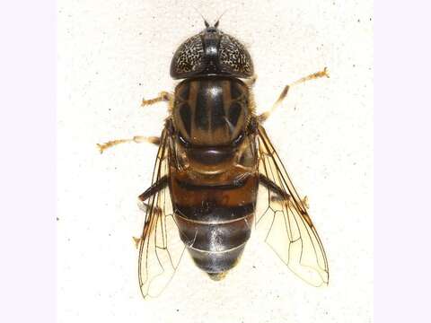 صورة Eristalinus aurulans (Wiedemann 1824)